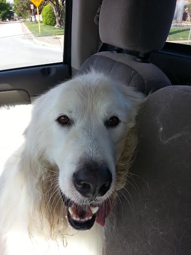 My ride back from the Vet's office after I decided to remove my Fentanyl patch.  Dad says I look drunk, I think I am just very happy!!