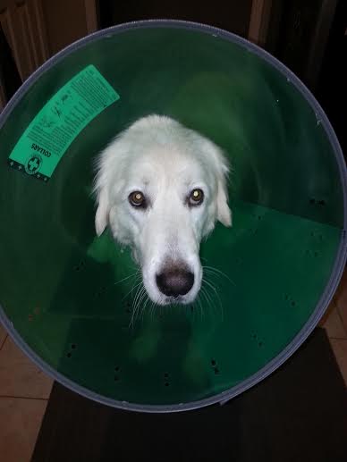 I got "the cone" before Dad left for work.  As you can tell, I am not very happy about this turn of events!!