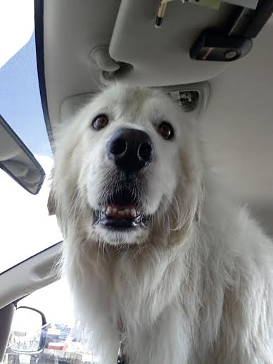 This  one was taken while sitting in the drive thru.  Dad said I got fries after the trip to Vet.  I WANT MY FRIES!!!!