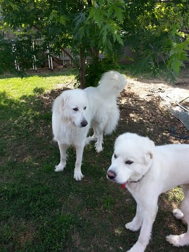 My new brother Ranger (on the right).  Big brother Murphy was sizing him up, I think.
